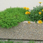 Betonov&eacute; květin&aacute;če